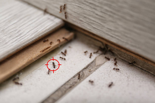 Best Local Pest Control Services  in Radisson, NY